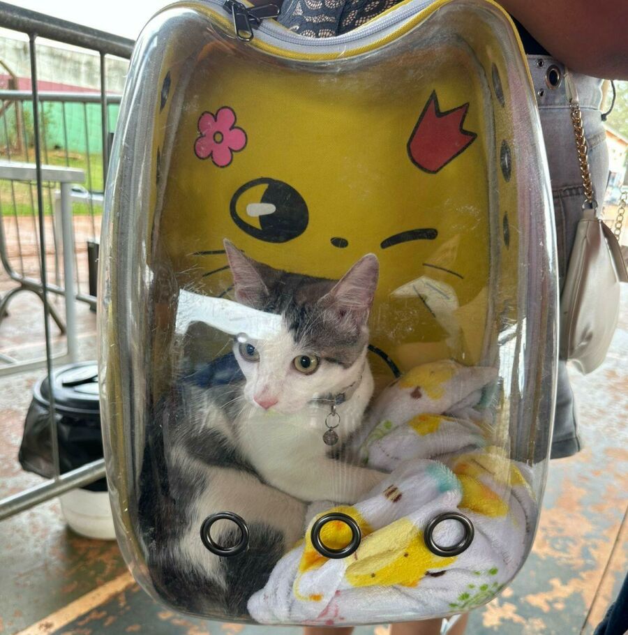 Imagem SORAYA ANIMAIS 3a